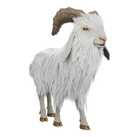 Common Goat