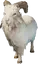 Common Goat