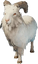 Common Goat