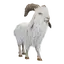 Common Goat