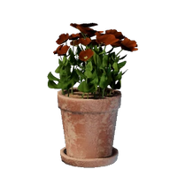 Small Red Flower Pot
