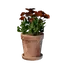 Small Red Flower Pot