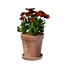 Small Red Flower Pot