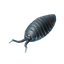 Pillbug