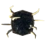 Growth Trophy