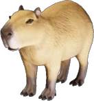 Capybara