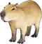 Capybara