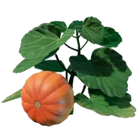 Pumpkin Seedling