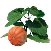 Pumpkin Seedling