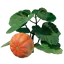 Pumpkin Seedling