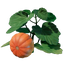 Pumpkin Seedling