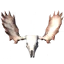 Headdress of the Caller