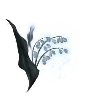 Ghost Glovewort [3]