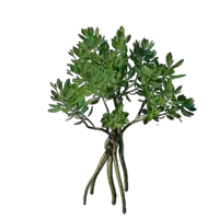Mangrove Seedling