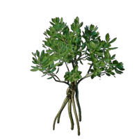 Mangrove Seedling