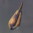Enshrouded Grilled Yucca Fruit.webp