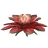 Redwort Flower