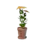 Tiny Yellow Flower Pot