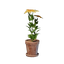Tiny Yellow Flower Pot