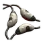 Axolotl