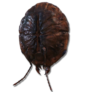 Ant's Skull Plate