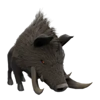 Boar