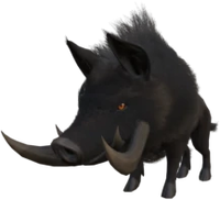 Boar