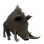 Boar