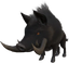 Boar