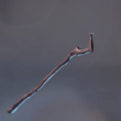 Enshrouded Staff.webp
