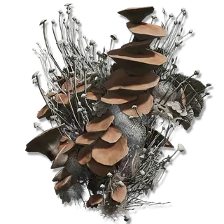 Mushroom Body