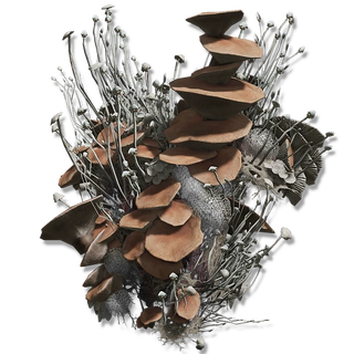 Mushroom Body