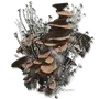 Elden-ring mushroom-body.webp