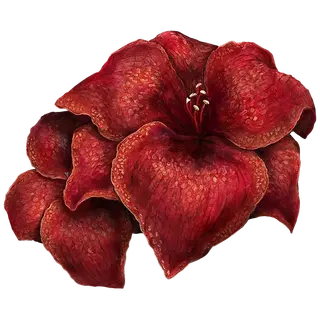 Sanguine Amaryllis
