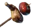 Meat and Tomato Skewer