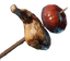 Meat and Tomato Skewer