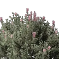 Thyme Seedling