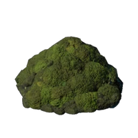 Blackmire Dirt