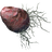 Ash Yam
