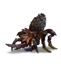 Arachas