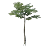 Nomad Highlands Slender Tree Seedling