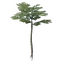 Nomad Highlands Slender Tree Seedling