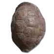 Elden-ring great-turtle-shell.webp