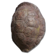 Elden-ring great-turtle-shell.webp