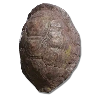 Great Turtle Shell