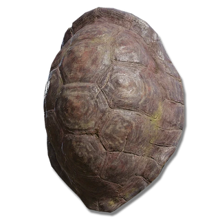 Great Turtle Shell