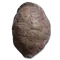 Elden-ring great-turtle-shell.webp