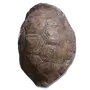 Elden-ring great-turtle-shell.webp