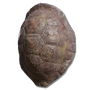 Elden-ring great-turtle-shell.webp