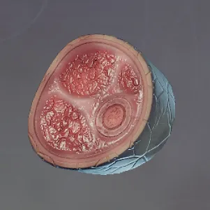 Raw Sand Digger Meat